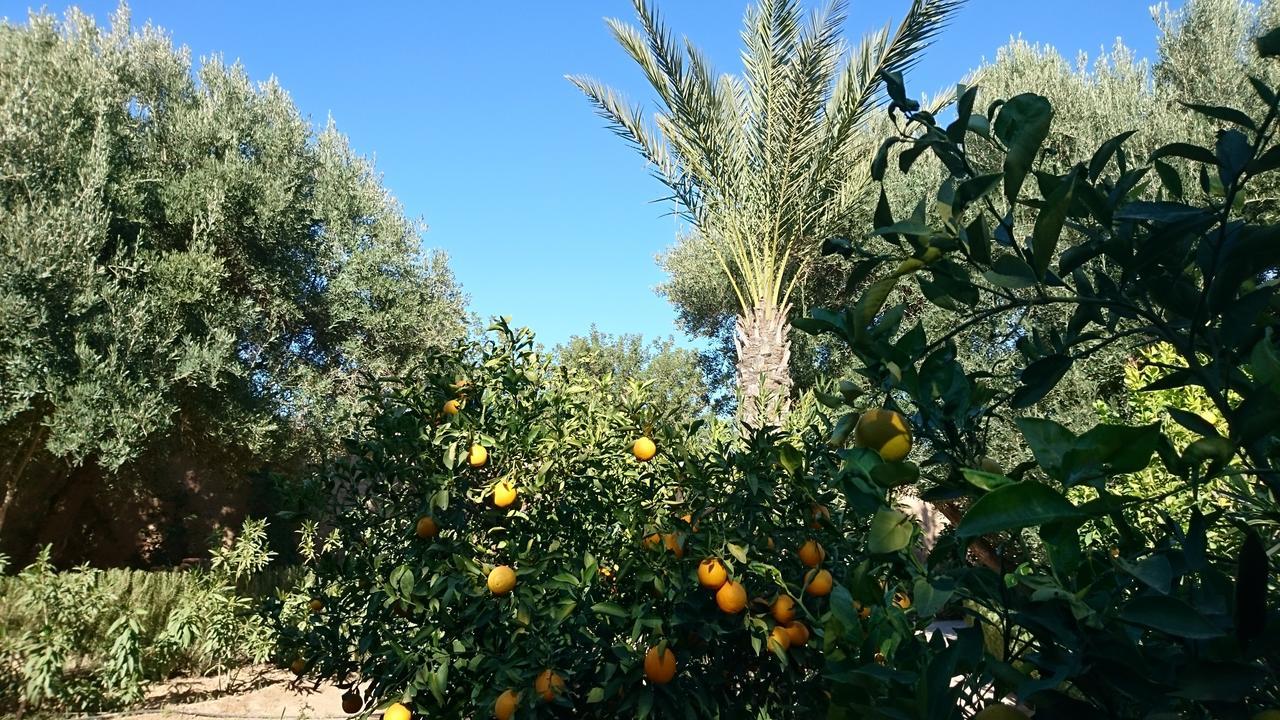 Les Trois Paons Bed and Breakfast Taroudant Buitenkant foto